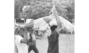 ৫০ কেজির বাঘাইড় ৭৭ হাজারে বিক্রি