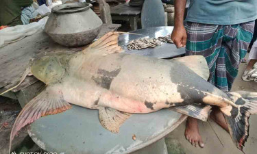 পদ্মায় ধরা পড়ল ৪২ কেজির বিপন্ন বাগাড়, ৬২ হাজারে বিক্রি