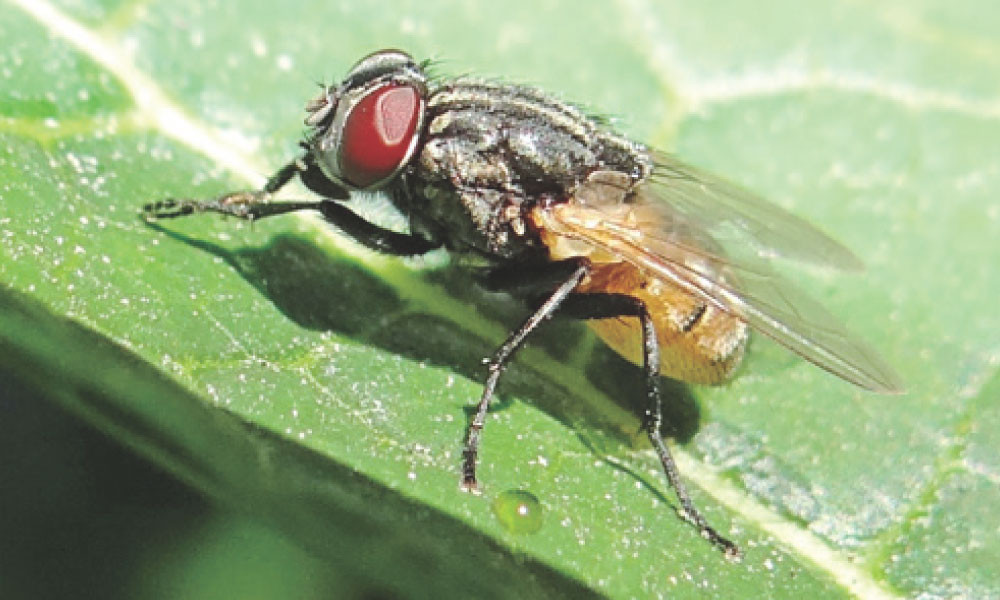 মক্ষিকা