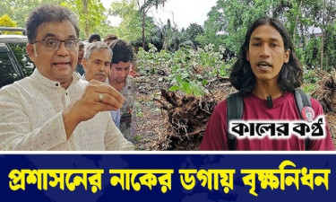 জাবিতে উপাচার্যের অগোচরে অপরিকল্পিত বৃক্ষনিধন