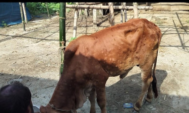 কাজিপুরের চরাঞ্চলে গরুর লাম্পি স্কিন ভাইরাসের ভয়াবহ সংক্রমণ
