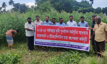 বোচাগঞ্জে আকাশমণি ও ইউক্যালিপটাস ধ্বংসে অভিযান
