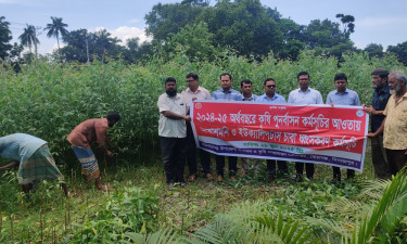 আকাশমণি ও ইউক্যালিপটাস ধ্বংসে প্রশাসনের অভিযান