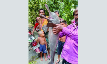 জেলের জালে ধরা পড়ল ডলফিন