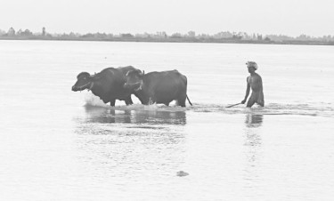 ঘরে ফেরা