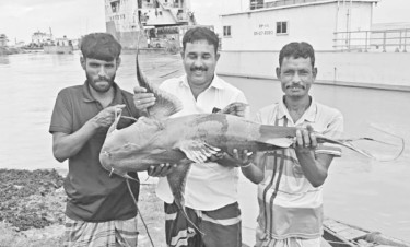 পদ্মার এক বাঘাইড় ৪৩ হাজারে বিক্রি