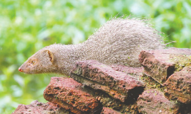 হঠাৎ দেখা বড় বেজি