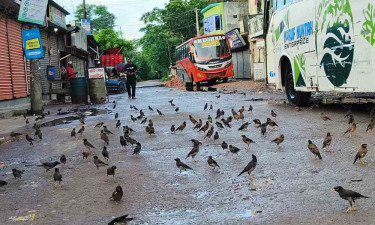 একদল শালিকের আগমনে মুখরিত বেতাগী