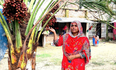 যশোরে সৌদির ‘মরিয়ম’ খেজুর উৎপাদনে লিজার সফলতা