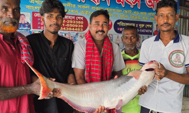 পদ্মায় ধরা পড়ল ২০ কেজি ওজনের পাঙ্গাস