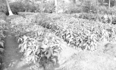উন্নত চারা ও ঔষধি গাছের সংগ্রহশালা