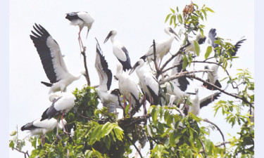 প্রস্তুতি নিচ্ছে বাসা বাঁধার