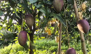৩৫ একরের বাগানে ৫৪ জাতের আম