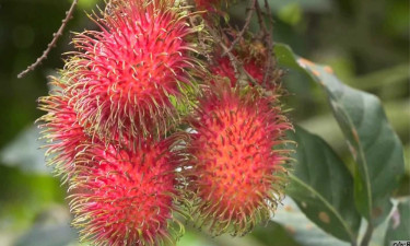রামবুটানের বাণিজ্যিক চাষ ভালুকায়, ব্যাপক ফলন