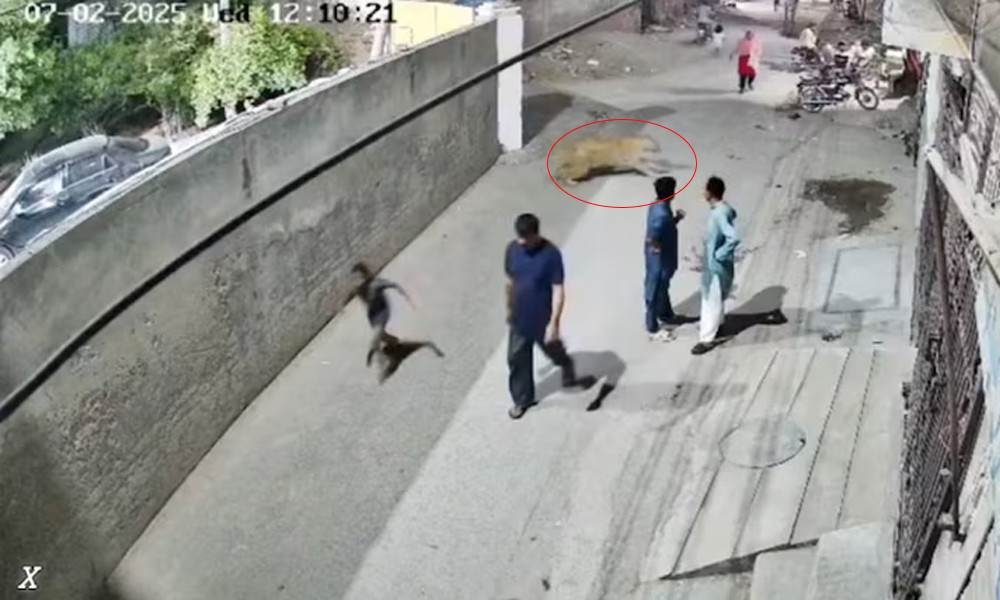 পাকিস্তানে পালিয়ে যাওয়া পোষা সিংহর মালিকদের গ্রেপ্তার