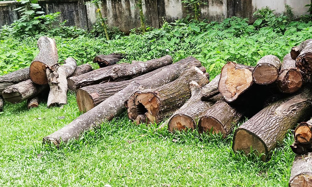 বনের গাছ কেটে ধরা প্রহরী, হারালেন চাকরি