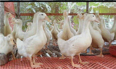 পিকিং স্টার হাঁসে খামারিদের সফলতা