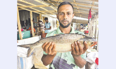 এক ইলিশের দাম ৭৭০০ টাকা!
