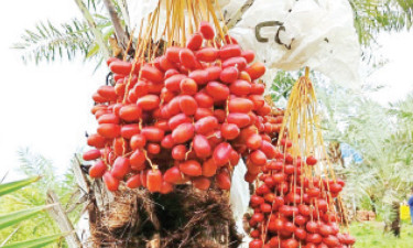 সৌদি খেজুর কৃষিতে সম্ভাবনার নতুন দ্বার