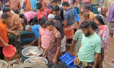 হবিগঞ্জে ৩ ঘণ্টার মাছের বাজারে বিক্রি হয় কোটি টাকার মাছ