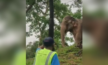 টেকনাফ নাইট্যংপাড়া লোকালয়ে বন্য হাতি
