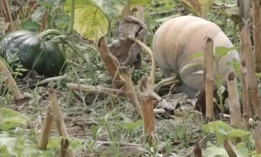 ভুট্টার সঙ্গে মিষ্টি কুমড়ার চাষ করে লাভবান কৃষক