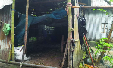 সালথায় গরু চুরির হিড়িক, সর্বস্বান্ত হচ্ছেন কৃষক ও খামারিরা