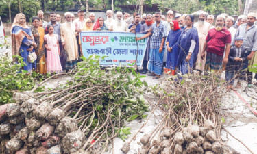 বসুন্ধরা শুভসংঘের উদ্যোগে রাজবাড়ীতে চারা বিতরণ