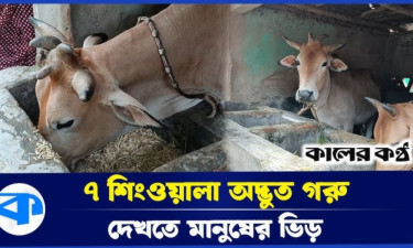 রূপকথার ৭ শিংওয়ালা গরু মিললো বাস্তবেই