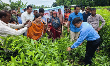 নীলফামারীতে ইউক্যালিপটাস ও আকাশমণি চারা ধ্বংস
