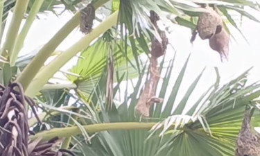 ঘাস-লতায় নিখুঁত বুনন, বাবুইয়ের ঘরে শিল্পের ছোঁয়া