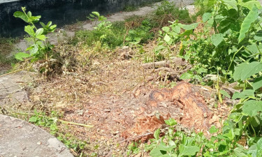 সরকারি গাছ কেটে নিলেন ইউপি সদস্য