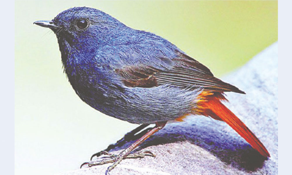 বিরল পরিযায়ী নীল পানগির্দি