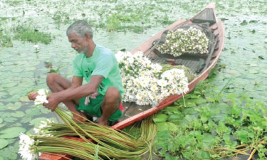 শাপলায় চলে সংসার