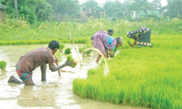 বৃষ্টির পানিতে আমন ধানের বীজতলা