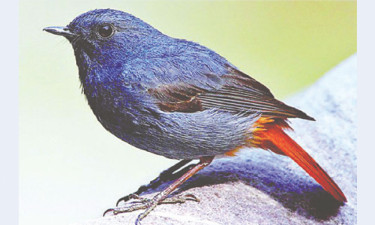 বিরল পরিযায়ী নীল পানগির্দি