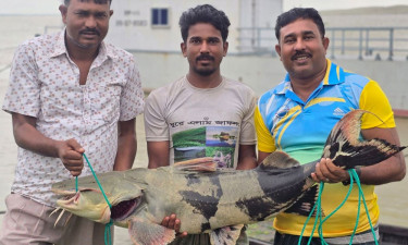 পদ্মার ২৭ কেজি বাঘাইড় ৪৩ হাজারে বিক্রি