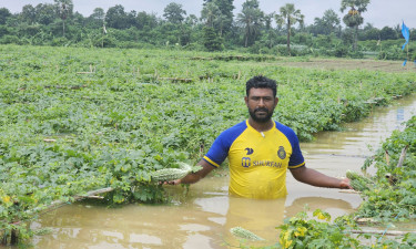 হু হু করে বাড়ছে গোমতী নদীর পানি, ক্ষতির মুখে কৃষকরা