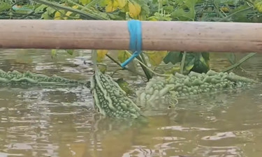 কুমিল্লায় পাহাড়ি ঢলে তলিয়ে গেছে কয়েক শ হেক্টর ফসলি জমি