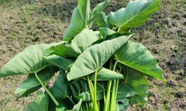 কচুর শাকের যত গুণ