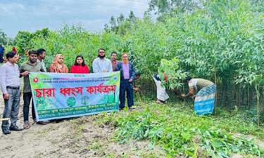 টাঙ্গাইলে আড়াই হাজার ইউক্যালিপটাস গাছের চারা ধ্বংস