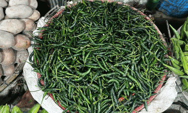ফরিদপুরে কাঁচা মরিচের কেজি ২৪০ টাকা