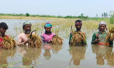 প্রাকৃতিক দুর্যোগে দেশের ২১ জেলার ৭২ হাজার হেক্টর জমি তলিয়ে গেছে