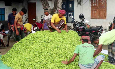 নওগাঁয় এক সপ্তাহের ব্যবধানে কাঁচা মরিচের দাম বেড়েছে কেজিতে ২০০ টাকা