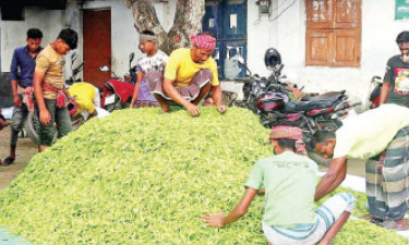 ৪০ টাকার কাঁচা মরিচ সপ্তাহের ব্যবধানে ২৪০