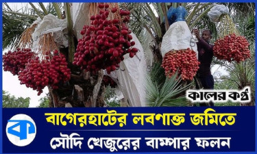 সৌদি খেজুরের বাম্পার ফলন, কৃষিতে নতুন দিগন্তের সূচনা