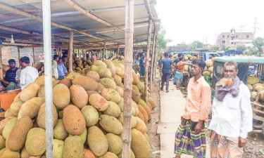 ফলন ভালো হলেও কাঁঠালে ‘পানির দর’