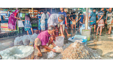 ইলিশ নেই পাথরঘাটায় জেলেদের নীরব কান্না