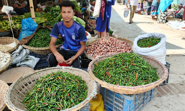কাঁচা মরিচের দাম ভালো পাওয়ায় খুশি চাষিরা