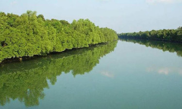 সুন্দরবনে বনকর্মীদের ওপর হামলা, নৌকা ছিনিয়ে নেওয়ার অভিযোগ